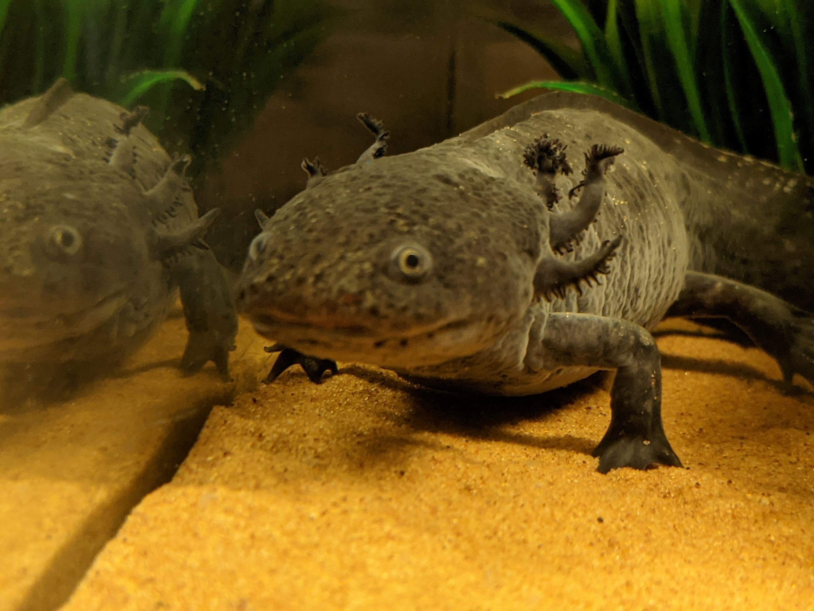 Axolotl